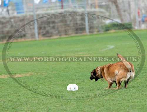 Professional Dog Training Dumbbells